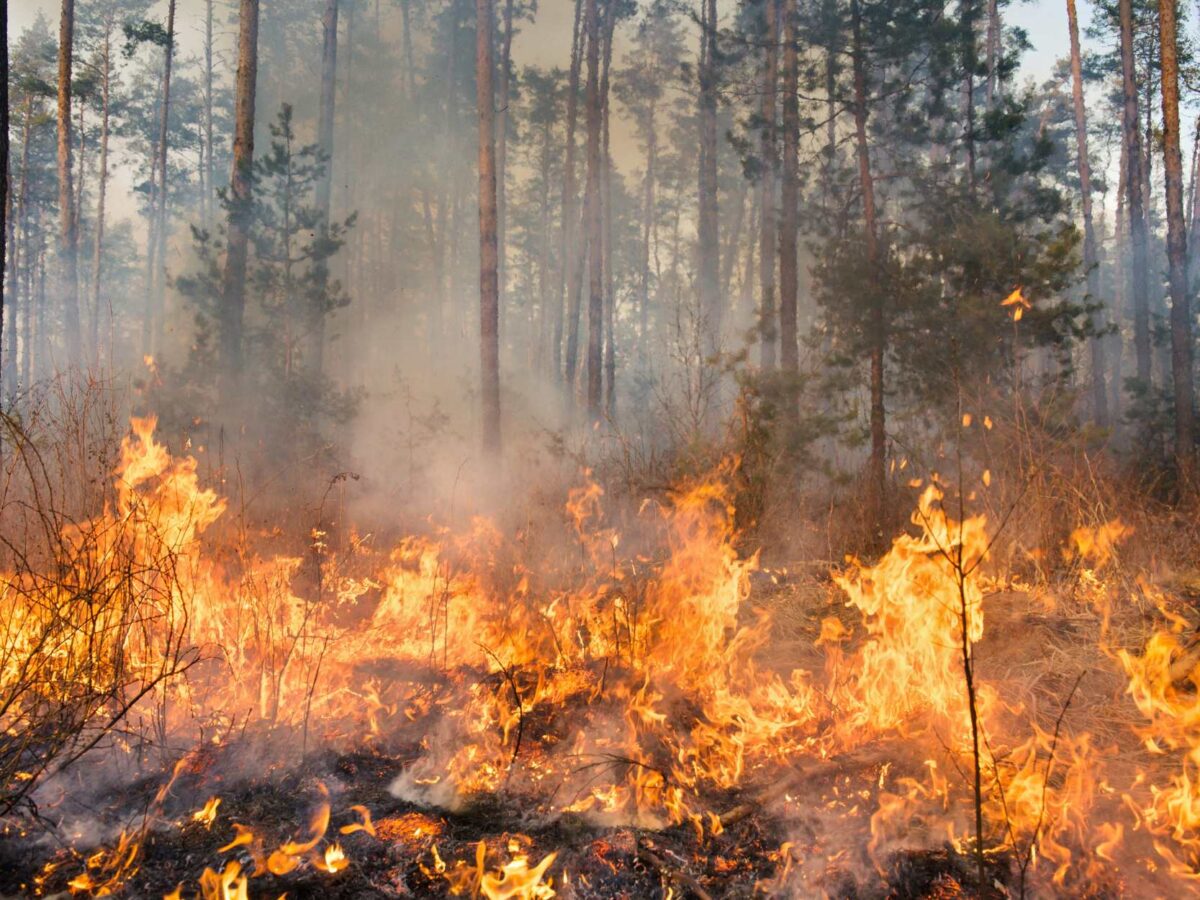Wildfire During Summer in BC: Essential Safety Tips and Prevention Strategies